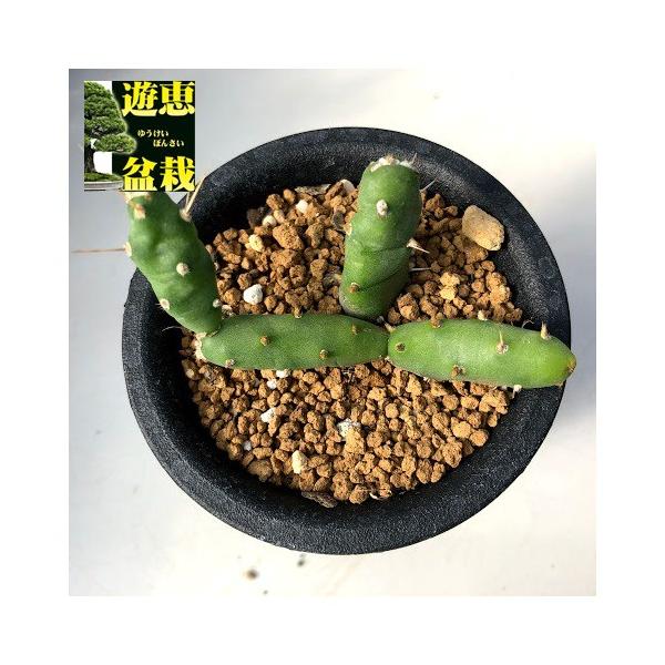サボテン：オプンチア プシラ*幅8cm : 遊恵盆栽 Yahoo!店 - 通販