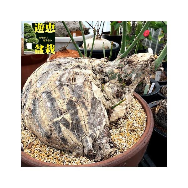 塊根植物：プセウド ボンバックス エリプティカム*塊幅30cm 現品！一品