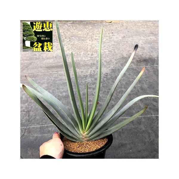 多肉植物 アロエ プリカティリス 幅40ｃｍ 現品 一品限り S7237v 遊恵盆栽 Yahoo 店 通販 Yahoo ショッピング