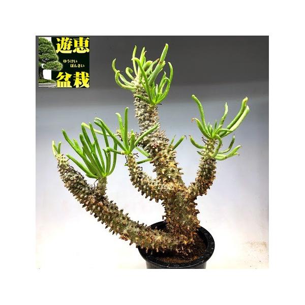 コーデックス:チレコドン ワリチー 奇峰錦*葉幅21cm 現品 コーデックス:チレコドン ワリチー 奇峰錦*葉幅21cm 現品