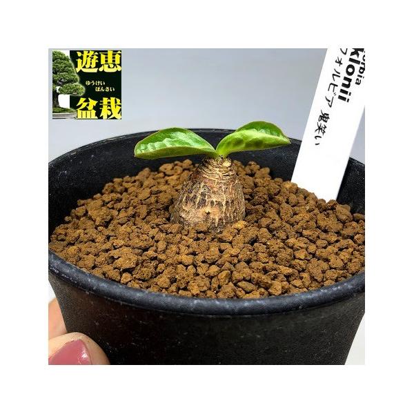コーデックス:ユーフォルビア エクロニー 鬼笑い*塊幅1.5cm コーデックス:ユーフォルビア エクロニー 鬼笑い*塊幅1.5cm