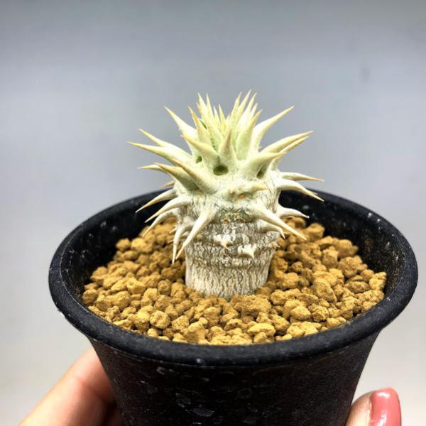 コーデックス：パキポディウム エブレネウム*L 幅3cm ☆赤松実生