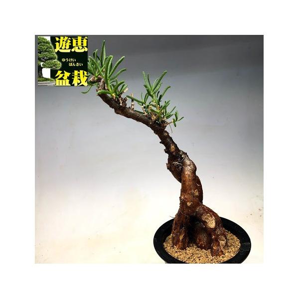 コーデックス：メストクレマ ツベローサム*幅11cm 現品！一品限り