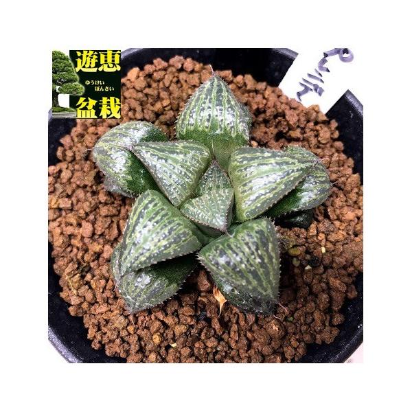 多肉植物：ハオルチア 丸山スプレンデンス*幅5.5cm : 遊恵盆栽 Yahoo
