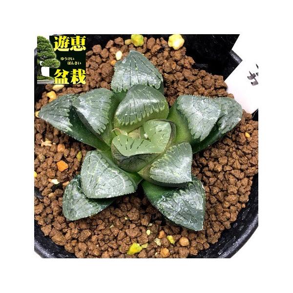 ❣️厳選❣️多肉植物❣️ハオルチア❣️ムチカ❣️群生株❣️鉢ごと❣️ 多肉植物：ハオルチア シルバームチカ*幅5.5cm : 遊恵盆栽