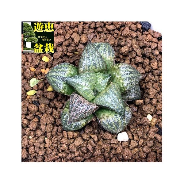 多肉植物：ハオルチア 孫悟空*幅3.5ｃｍ