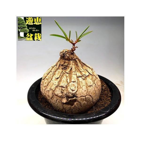 y-bonsai_s7382v