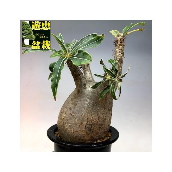 コーデックス パキポディウム グラキリス 発根済 幅9ｃｍ 現品 一品限り Winestyles Jp