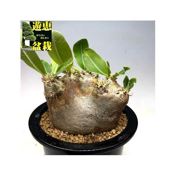コーデックス パキポディウム エブレネウム 発根済 塊根幅10ｃｍ 現品 一品限り Www Cmlbeachresort Com