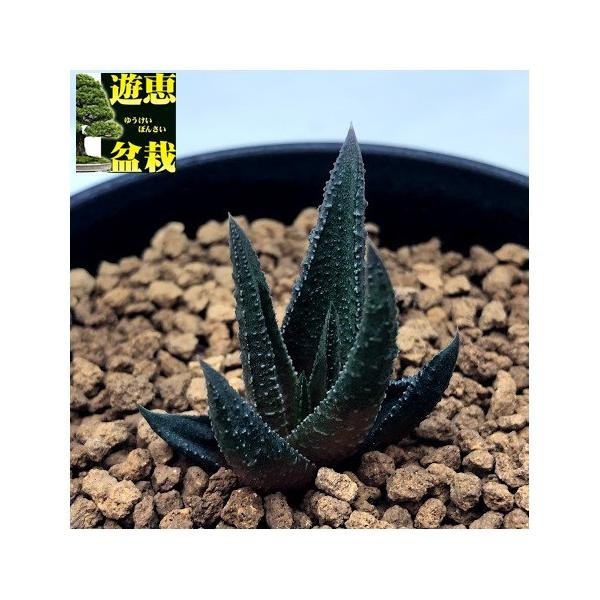 サボテン 多肉植物 遊恵盆栽 店の多肉植物 ハオルチア スカブラ アガボイデス 幅3ｃｍ 現品 一品限り S7418vならショッピング ランキングや口コミも豊富なネット通販 更にお得なpaypay残高も スマホアプリも充実で毎日どこからでも気になる商品をその場でお求め