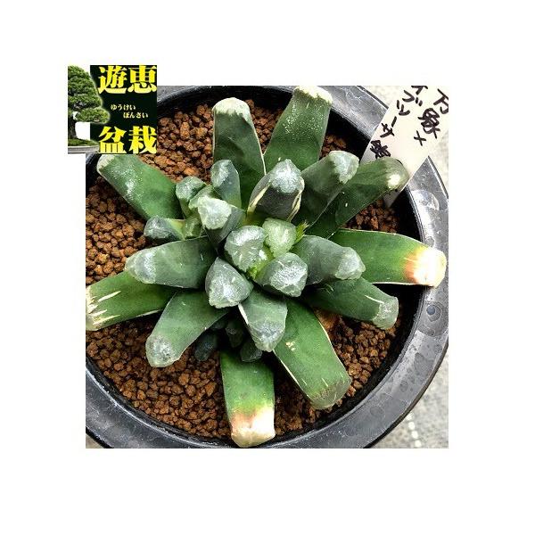 14c ハオルチア　多肉植物　風の谷万象錦　自家繁殖 多肉植物：ハオルチアhyb.錦 万象×玉扇*幅7cm 現品！一品限り