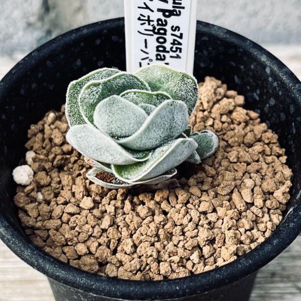 【アイビー】５品種　多肉植物 多肉植物：クラッスラ アイボリーパゴダ*幅3cm : 遊恵盆栽 Yahoo