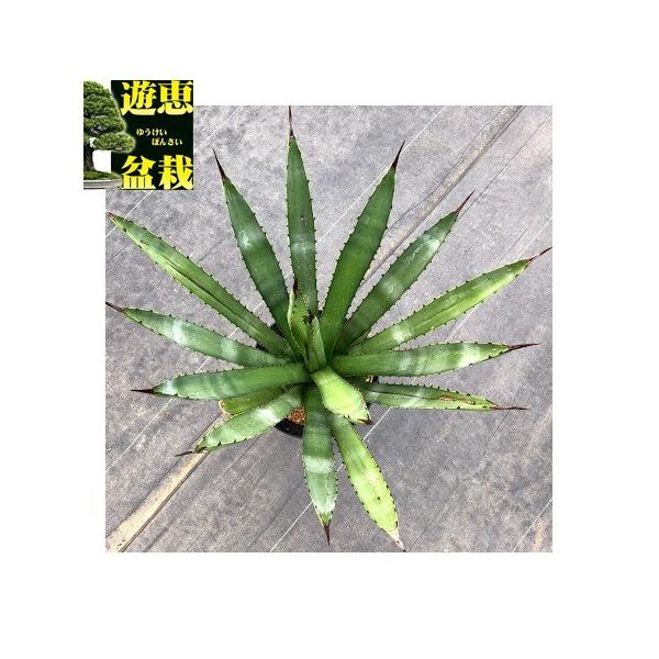 多肉植物：アガベ カールウィンスキー 為朝*幅37cm 現品！一品限り