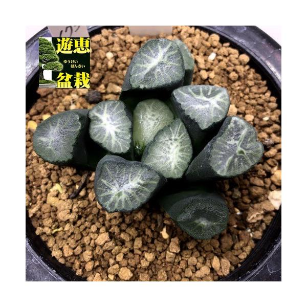 観葉植物 ハオルチア万象 多肉植物の人気商品 通販 価格比較 価格 Com