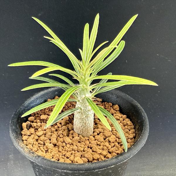 残りわずか 在庫限り超価格 観葉植物 パキポディウム グラキリス 実生 ３号 １鉢 代引不可 Www Ueber It