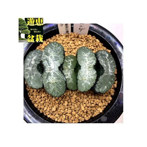Top【選抜株】13206玉扇　トランカータ　ボルケーノ　10個　鉢無し/脱土 y-bonsai_s7579v