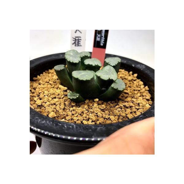 売れ筋 天涯 幅5 5ｃｍ 店 サボテン 多肉植物 現品 一品限り 遊恵盆栽 多肉植物 ハオルチア 万象 万象 S7585v 遊恵盆栽