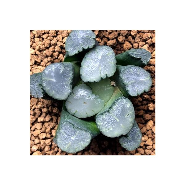 売れ筋 天涯 幅5 5ｃｍ 店 サボテン 多肉植物 現品 一品限り 遊恵盆栽 多肉植物 ハオルチア 万象 万象 S7585v 遊恵盆栽
