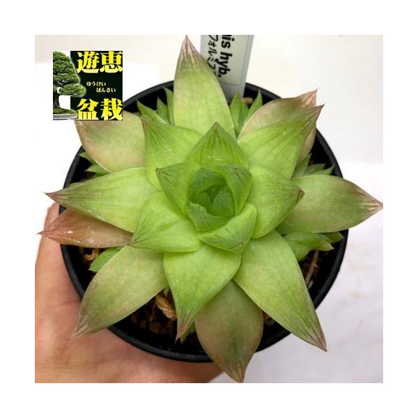 多肉植物 約10cm ☆特価☆多肉植物：ハオルチア 玉扇 荒波の磯*幅10cm 現品！一品限り