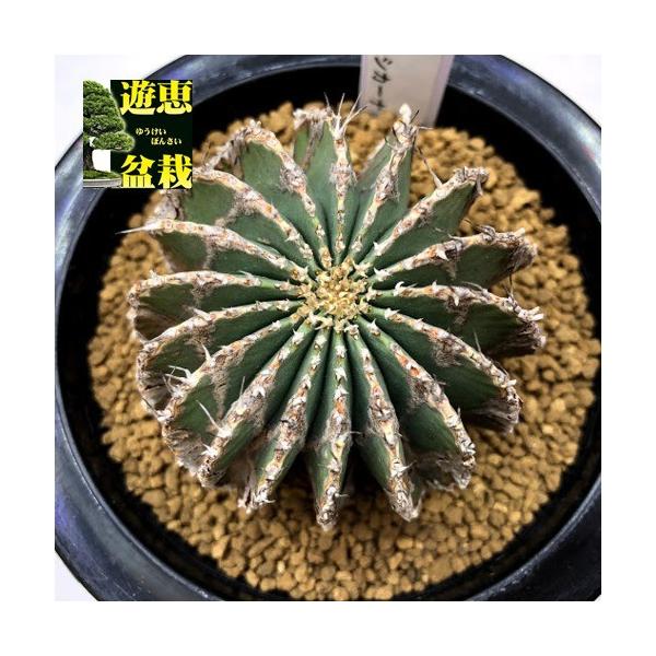 サボテン：ゲオヒントニア メキシカーナ*幅5.5cm 現品！一品限り