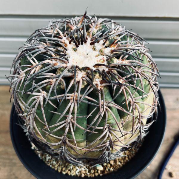 サボテン：ギムノカリキウム 天平丸*幅10.5cm 現品！一品限り ※傷