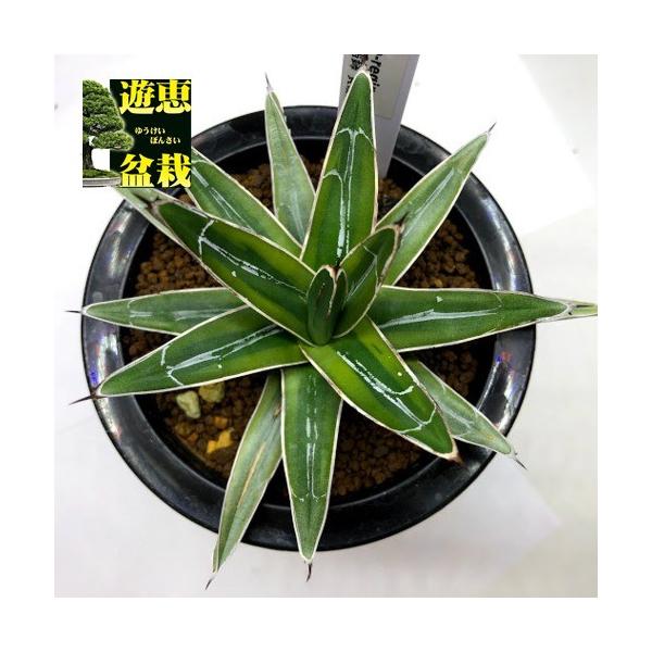 待望の再販 05 アガベ 雪山 黄覆輪 10株 特別価格 セール品 Www Eatforhealth Gr