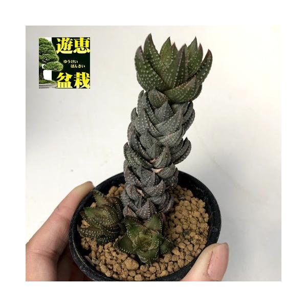 y-bonsai_s7816v y-bonsai_s7816v