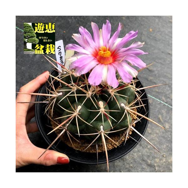 テロカクタス　紅鷹　サボテン　強棘 テロカクタス 紅鷹 サボテン 強棘