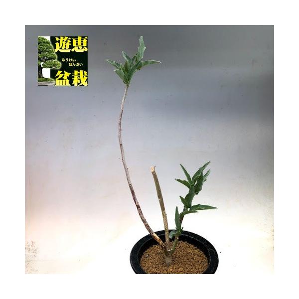 塊根植物：アデニア レパンダ*幹幅14cm 現品！一品限り : 遊恵