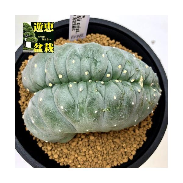 サボテン：ロフォフォラ 烏羽玉綴化（うばたまてっか）自根*幅10cm