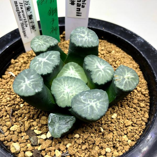 多肉植物：ハオルチア 万象 獅子神*幅6cm 現品！一品限り : 遊恵盆栽