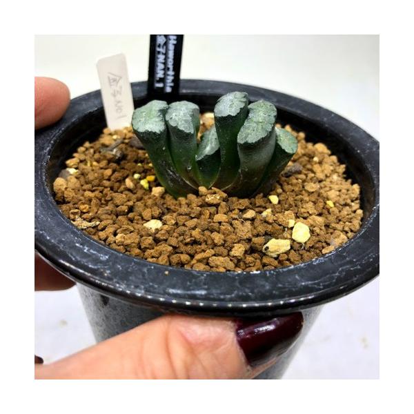 多肉植物 ハオルチア 玉扇 金子氏no 1 幅4 5cm 現品 一品限り 5starinspections Com