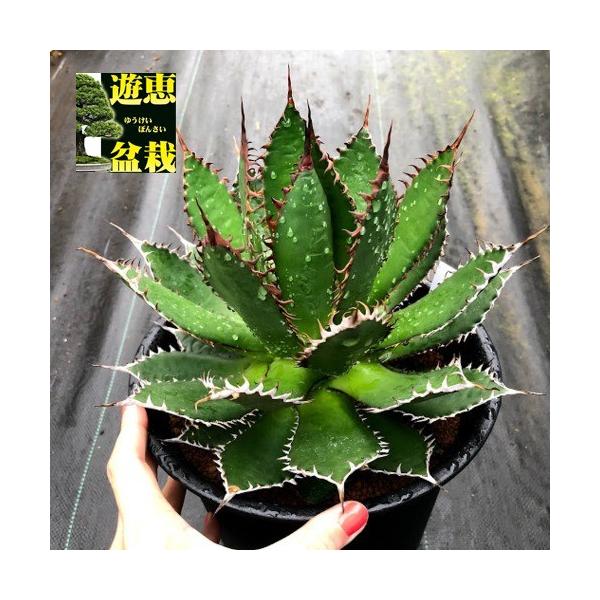 多肉植物：アガベ ホリダ*全幅22cm 現品！一品限り : 遊恵盆栽