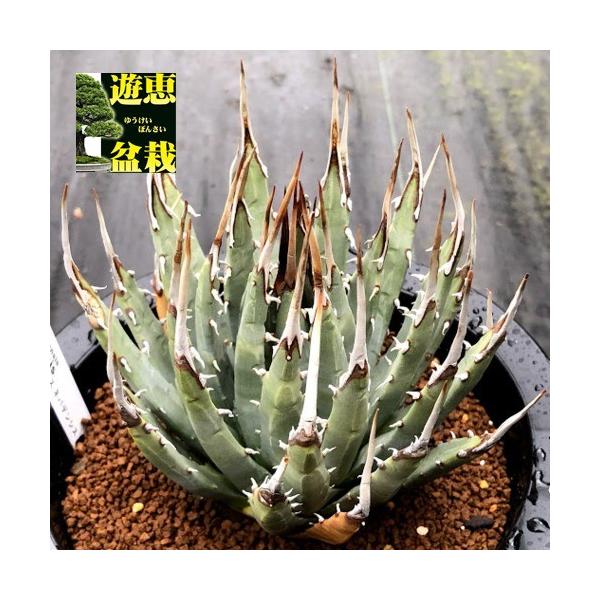 多肉植物：アガベ ユタエンシス ネバデンシス 青磁炉*幅*幅12cm 現品