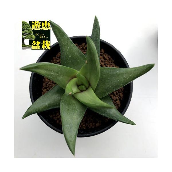 多肉植物：ハオルチア スターキアーナ*幅10cm 現品！一品限り : 遊恵