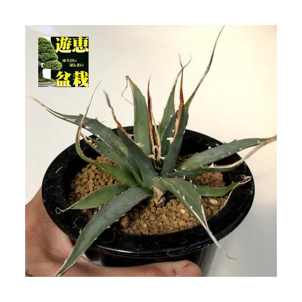 多肉植物：アガベ ユタエンシス エボリスピナ 陽炎*幅16cm 現品