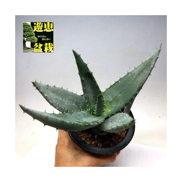 y-bonsai_s7943v