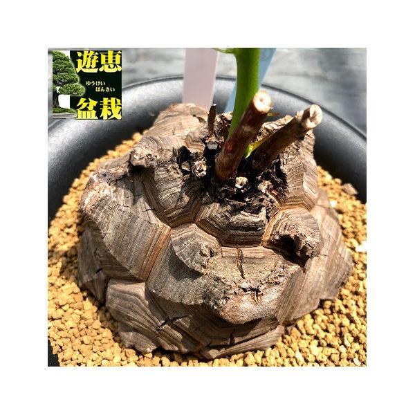 亀甲竜C Amazon｜亀甲竜/キッコウリュウ（2.5号）コーデックス 多肉植物