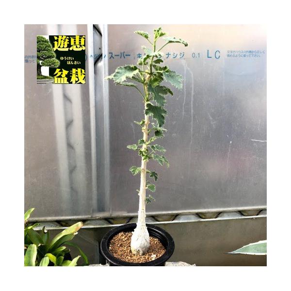 多肉植物：デンドロシキオス ソコトラーナ*塊幅3cm 現品！一品