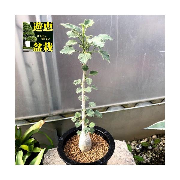 多肉植物：デンドロシキオス ソコトラーナ*塊幅2.8cm 現品！一品