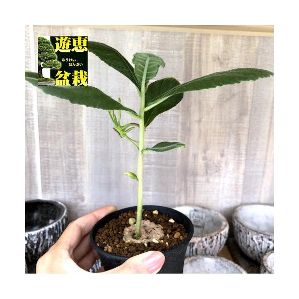コーデックス：ドルステニア ベンガレンシス*塊根幅4cm : 遊恵盆栽