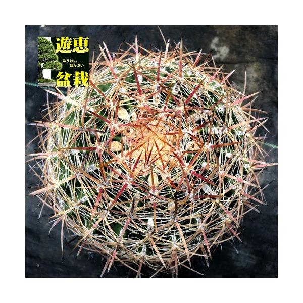 サボテン：フェロカクタス 紅裳竜*幅15cm 現品 一品限り : 遊恵盆栽