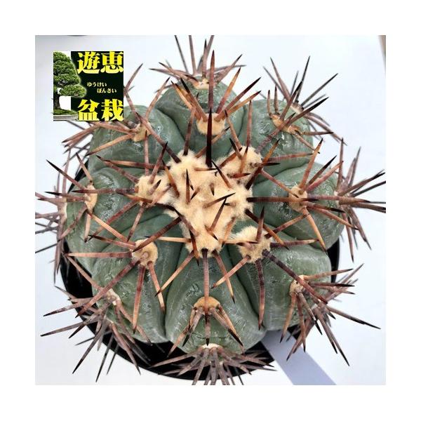 太平丸　エキノカクタス　サボテン 3号ポット】エキノカクタス・太平丸 - HANS 多肉植物とサボテン