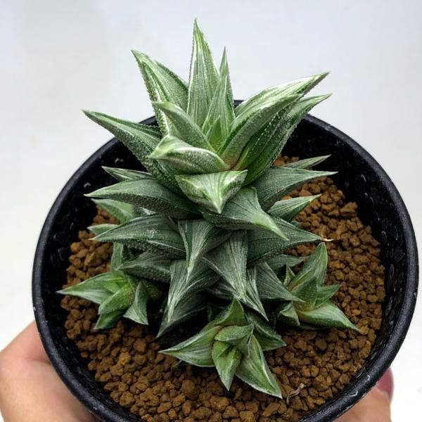 つねりん 多肉植物のオルゴナイト全10点セット 多肉植物：ハオルチア 蛍雪の松錦*M 幅6cm : 遊恵盆栽 Yahoo!店