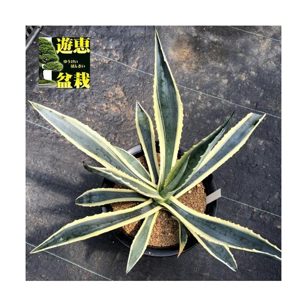 多肉植物：アガベ アメリカーナ覆輪（斑入リュウゼツラン）*幅43cm