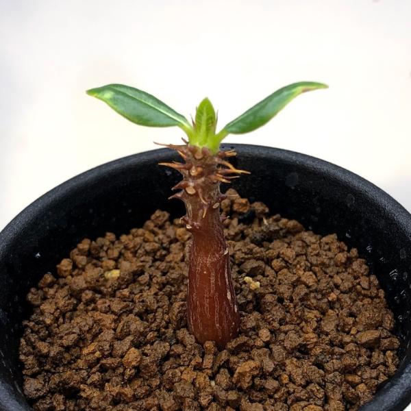 パキポディウム　ウィンゾリー 実生　コーデックス　塊根植物 パキポディウム ウィンゾリー 良形 実生 塊根植物・コーデックス