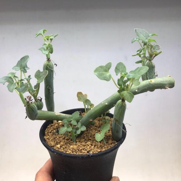 多肉植物：セネシオ 七宝樹*全幅15cm : 遊恵盆栽 Yahoo!店 - 通販