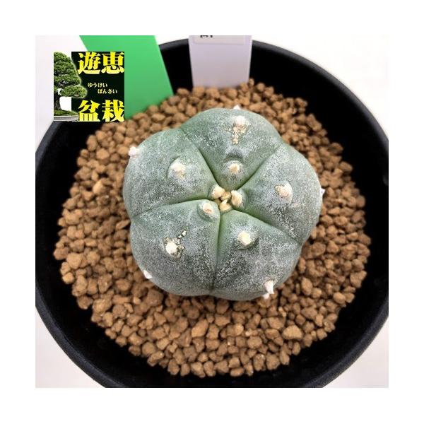 サボテン：ロフォフォラ 螺旋烏羽玉*幅4cm : 遊恵盆栽 Yahoo!店
