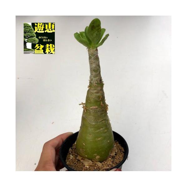 コーデックス：チレコドン パニクラーツス 阿房宮*幅5cm 現品！一品