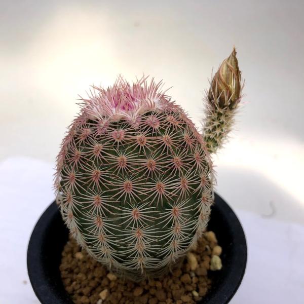 サボテン：エキノケレウス ペクチナータス*幅4cm ☆赤松実生 : 遊恵